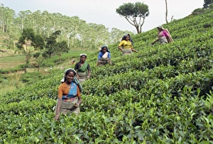 Tea Plucking Print, Nuwara Eliya, Sri Lanka
