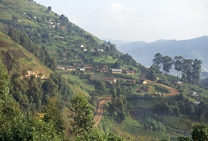 African Countryside Scenes Prints: Terraced fields on the road to Kisoro