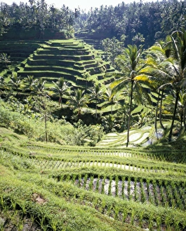 Rice Farming In Asia Prints: Terraced rice fields