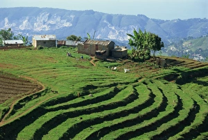 Central America Travel Images Prints: Terracing on small farm