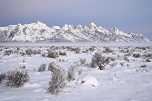Wyoming Winter Landscapes Prints: Teton range at dawn in winter
