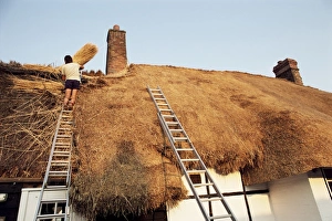 European Traditional Architecture Prints: Thatcher at work renewing thatch on cottage, England, United Kingdom, Europe