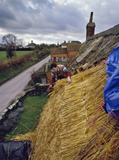 UK Travel Destinations Outdoors Prints: Thatching a cottage at Stoke St. Gregory, Somerset, England, United Kingdom, Europe