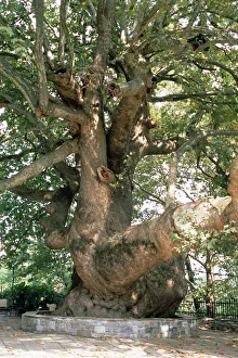 Images Dated 16th January 2000: One Thousand Year Old Plane Tree Print