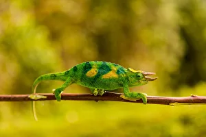 Three-horned Chameleon in Volcanoes National Park, Rwanda, Africa Three-horned Chameleon in Volcanoes National Park, Rwanda, Africa