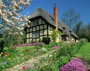 Prints of Timber framed thatched cottage and garden with spring flowers at Eastnor in Hereford and Worcester, England, United Kingdom, Europe Herefordshire Prints: WorldInPrint: Eastnor Thatched Cottage Print
