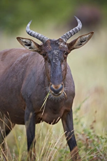 Topi (Tsessebe) (Damaliscus lunatus) eating, Kruger National Park, South Africa, Africa Topi (Tsessebe) (Damaliscus lunatus) eating, Kruger National Park, South Africa, Africa