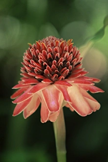 Tropical Outdoor Photography Prints: Torch ginger flower, St