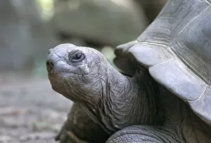 Related Images Collection: Tortoise, south coast