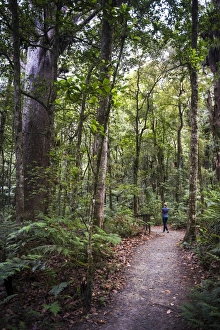 Tourist exploring Waipoua Kauri Forest, Northland Region, North Island, New Zealand Tourist exploring Waipoua Kauri Forest, Northland Region, North Island, New Zealand