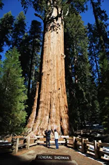 Tourists dwarfed by the General Sherman Sequoia Tree Tourists dwarfed by the General Sherman Sequoia Tree