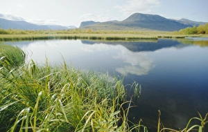 Arctic Nature Scene Prints: Tranquil landscape