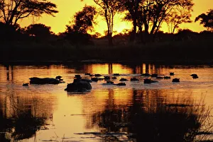 Tranquil scene of a group of hippopotamus (Hippopotamus amphibius) in water at sunset Tranquil scene of a group of hippopotamus (Hippopotamus amphibius) in water at sunset