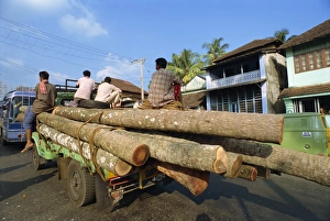 Sustainable Forestry Practices Prints: Transporting coconut trees to saw mill