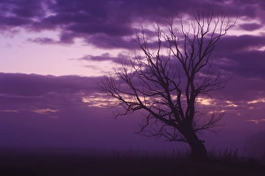 South Island Nature Scene Prints: Tree, Alexandra