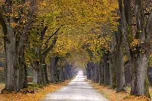 Tree Lined Street Germany Prints: Tree Avenue