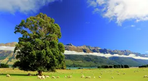 Images Dated 5th June 2025: Lake Wakatipu Tree Print