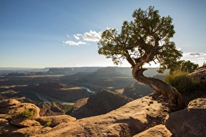 Colorado River Scenic View Prints: Tree and Colorado River in the background, Dead Horse Point State Park, Moab, Utah