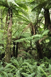 Tree Ferns, Dandenong Ranges National Park, Victoria, Australia, Pacific Tree Ferns, Dandenong Ranges National Park, Victoria, Australia, Pacific