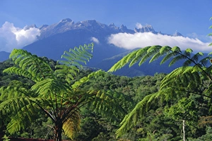 Southeast Asia Mountains Prints: Tree ferns in foreground