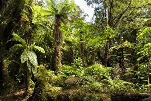 Tree ferns in Glow Worm Dell (Miniehaha), Fox Glacier village, Westland, South Island Tree ferns in Glow Worm Dell (Miniehaha), Fox Glacier village, Westland, South Island