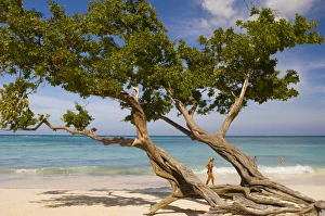 West Indies Coastal Scenery Prints: Tree growing on the beach, Guardalavaca, Cuba, West Indies, Central America