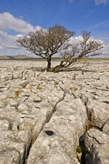 Limestone Pavement UK Prints: Tree growing through the Limestone pavement of White Scars, Yorkshire Dales National Park