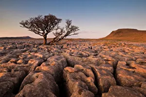 Tree growing through the limestone of White Scars at sunset, Ingleton, Yorkshire Dales National Park, England Tree growing through the limestone of White Scars at sunset, Ingleton, Yorkshire Dales National Park, England