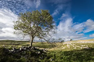 European Outdoor Scenery Prints: Tree and limestone pavement above Malham, Yorkshire Dales, Yorkshire, England, United