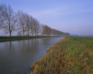 Dutch Waterways Prints: Tree-lined canal