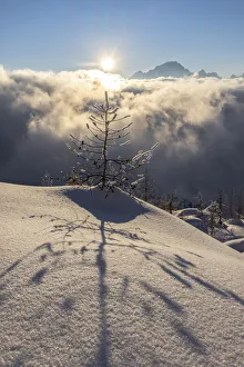Sunset In The Alps Prints: Tree projecting shadow on the fresh snow at sunset, Valmalenco, Valtellina, Lombardy