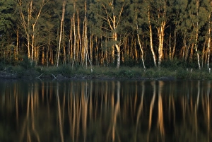 European Nature Views Prints: Tree reflection