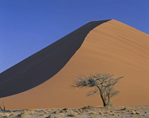 Desert Tree Silhouette Prints: Tree and sand dune