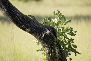 Horizontal Animal Photography Prints: Tree squirrel (Paraxerus cepapi), South Luangwa National Park, Zambia, Africa