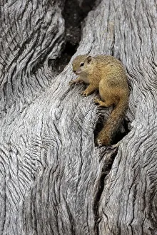 Mashatu Game Reserve Prints: Tree squirrel (Paraxerus cepapi), Mashatu Game Reserve, Botswana, Africa