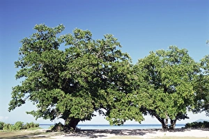 Indian Ocean Shore Prints: Trees, Anse Union