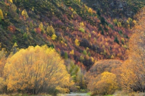 South Island Scenic View Prints: Trees, Arrowtown