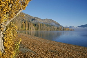 Lake Wanaka Scenery Prints: Trees in autumn