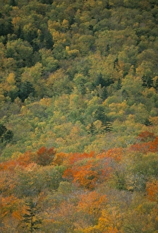 New England Autumn Colors Prints: Trees in autumn (fall)