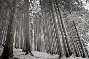 Snow-covered Trees Print, Emilia Romagna Landscape