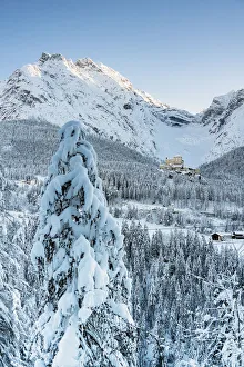 Trees covered with snow in the forest surrounding old Tarasp Castle and mountains Trees covered with snow in the forest surrounding old Tarasp Castle and mountains