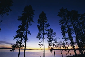 Prints of Trees and lake at sunset, Laponia, Lappland, Sweden, Scandinavia, Europe Sweden Prints: Trees and lake at sunset Print, Laponia landscape photograph