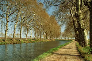 Trees lining the Canal du Midi and towpath near Capestang, Languedoc Roussillon Trees lining the Canal du Midi and towpath near Capestang, Languedoc Roussillon