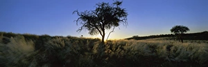 Namib Rand Nature Reserve Prints: Trees in silhouette
