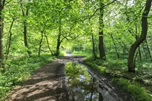 Derbyshire Countryside Scenes Prints: Trees in spring leaf provide canopy over hiking path with puddle reflections, Millers Dale