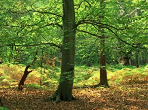 Trees in woodland in the Forest of Dean, Gloucestershire, England, United Kingdom, Europe Trees in woodland in the Forest of Dean, Gloucestershire, England, United Kingdom, Europe