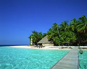 A tropical beach with palm trees in the Maldive Islands, Indian Ocean, Asia A tropical beach with palm trees in the Maldive Islands, Indian Ocean, Asia