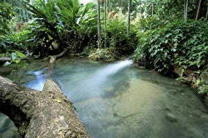 Caribbean Island Scenery Prints: Tropical forest