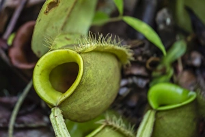 Tropical pitcher plant (Nepenthes spp,) at the Semenggoh Rehabilitation Center, Sarawak Tropical pitcher plant (Nepenthes spp,) at the Semenggoh Rehabilitation Center, Sarawak