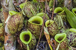 Tropical pitcher plants (Nepenthes spp,) at the Semenggoh Rehabilitation Center, Sarawak Tropical pitcher plants (Nepenthes spp,) at the Semenggoh Rehabilitation Center, Sarawak
